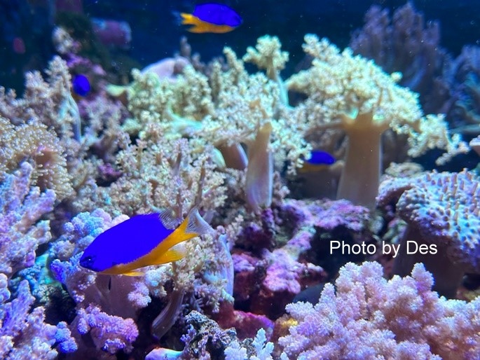 【遊記】日本．名古屋／蒲郡．近郊蒲郡半日遊(竹島水族館、八百