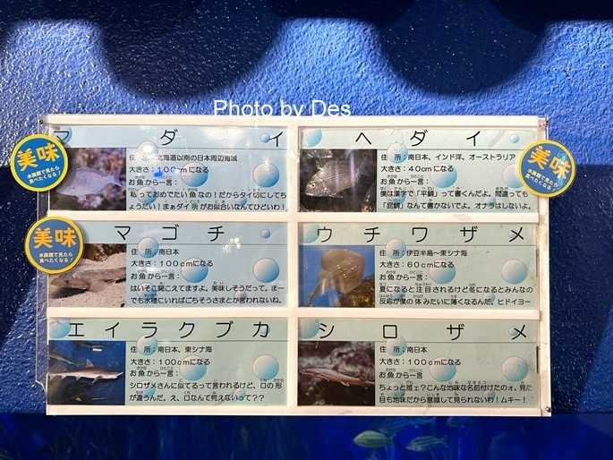 【遊記】日本．名古屋／蒲郡．近郊蒲郡半日遊(竹島水族館、八百