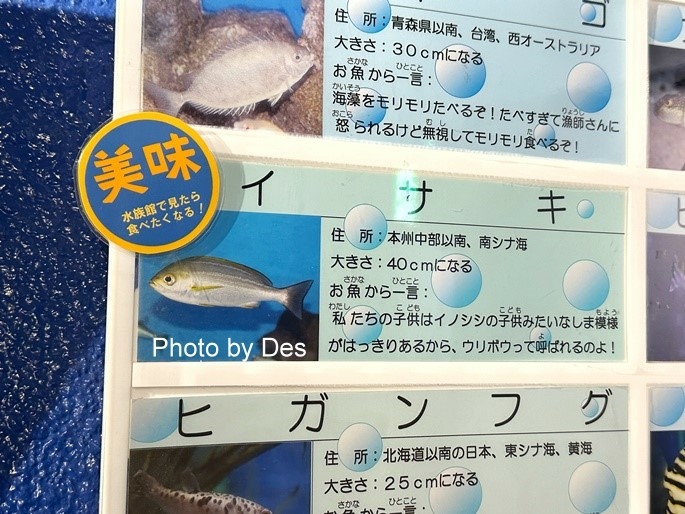 【遊記】日本．名古屋／蒲郡．近郊蒲郡半日遊(竹島水族館、八百