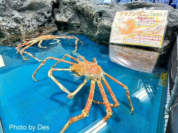 【遊記】日本．名古屋／蒲郡．近郊蒲郡半日遊(竹島水族館、八百