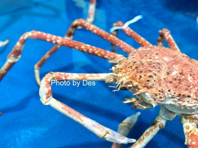 【遊記】日本．名古屋／蒲郡．近郊蒲郡半日遊(竹島水族館、八百