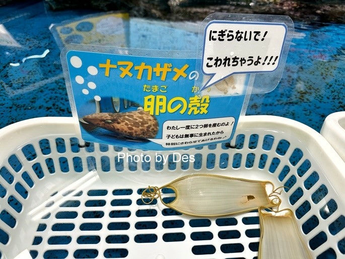 【遊記】日本．名古屋／蒲郡．近郊蒲郡半日遊(竹島水族館、八百