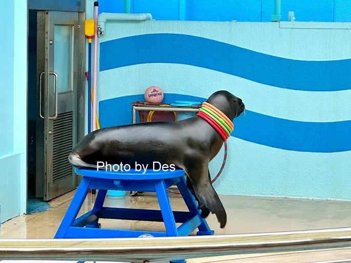 【遊記】日本．名古屋／蒲郡．近郊蒲郡半日遊(竹島水族館、八百