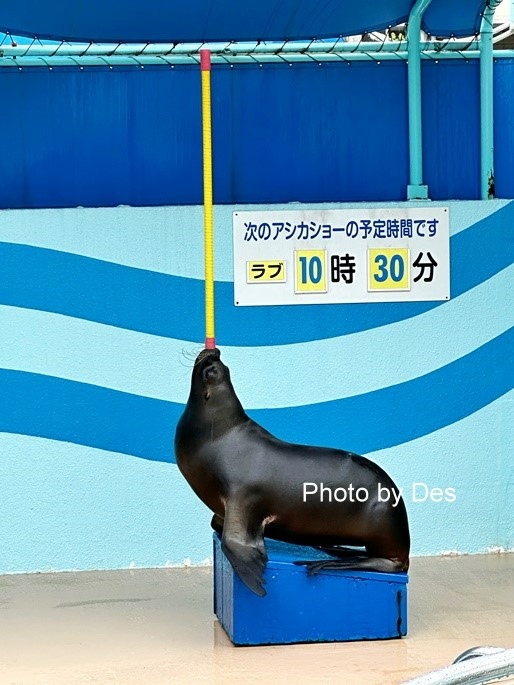 【遊記】日本．名古屋／蒲郡．近郊蒲郡半日遊(竹島水族館、八百