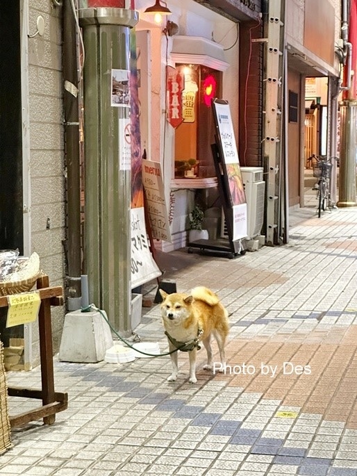 【食記】日本．別府．辛麵屋(夜晚商店街內暖和到不行的韓式拉麵