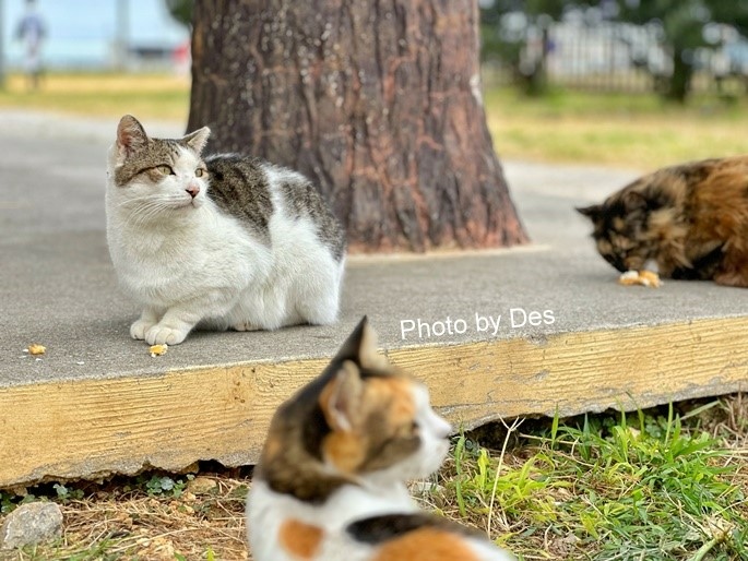 【遊記】日本．沖繩．奧武島(沖繩南部最方便式跳島之滿滿貓咪與