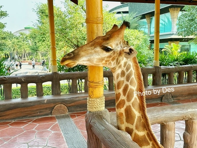 【遊記】泰國．大城．大城獅子動物園(體驗泰國最夯與動物合照親