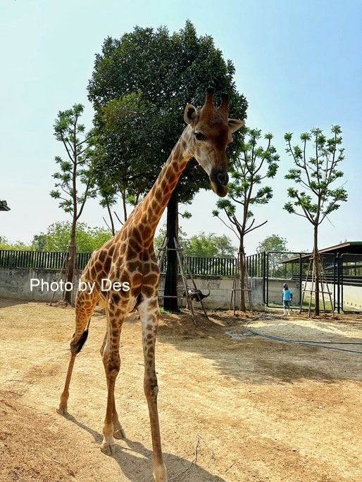 【遊記】泰國．大城．大城獅子動物園(體驗泰國最夯與動物合照親