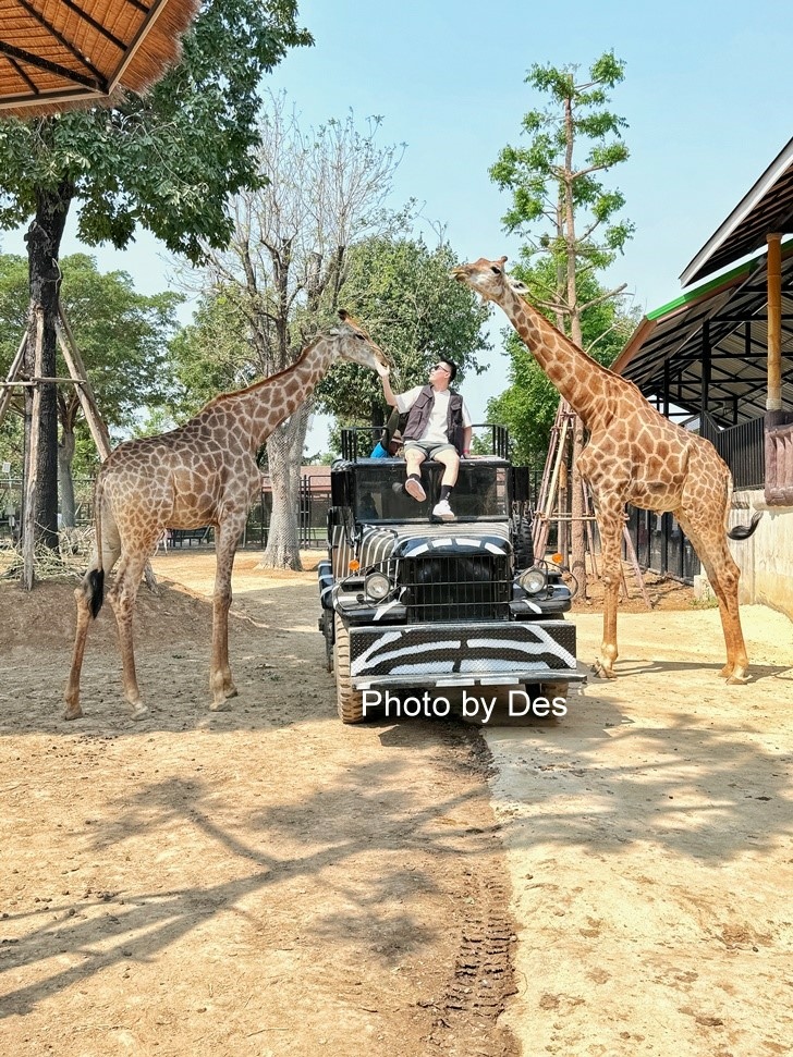 【遊記】泰國．大城．大城獅子動物園(體驗泰國最夯與動物合照親