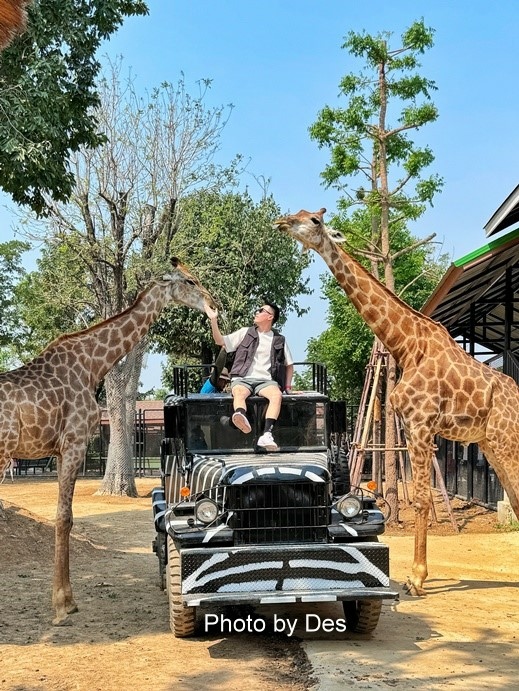 【遊記】泰國．大城．大城獅子動物園(體驗泰國最夯與動物合照親