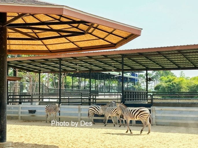 【遊記】泰國．大城．大城獅子動物園(體驗泰國最夯與動物合照親