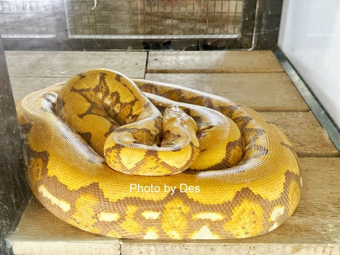 【遊記】泰國．大城．大城獅子動物園(體驗泰國最夯與動物合照親