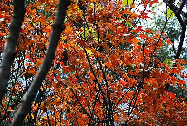 DSC_0247-0 DSC_0247-0