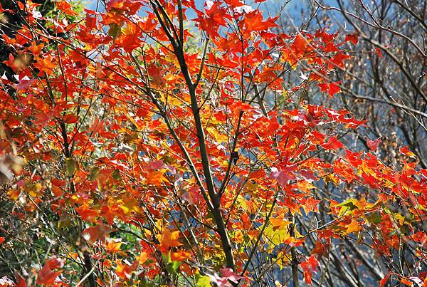 DSC_1299 DSC_1299