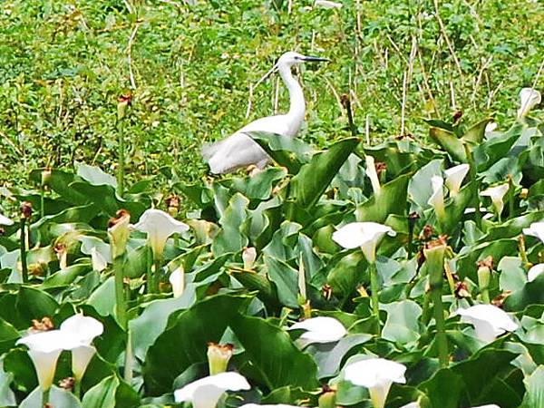 台北市北投區 竹子湖 體驗採海芋的樂趣 輝坤的部落格 痞客邦