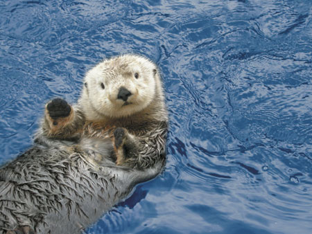 seaotter (2).jpg