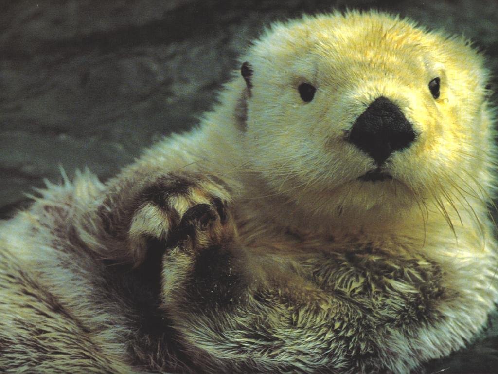 Wallpapers_Tiere_Animals_Otter.jpg