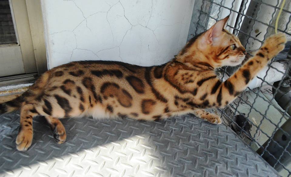 貓種標準-孟加拉貓 (TICA)