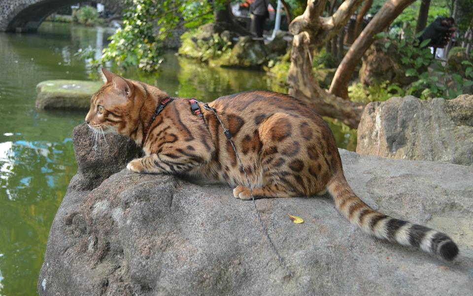 貓種標準-孟加拉貓 (TICA)