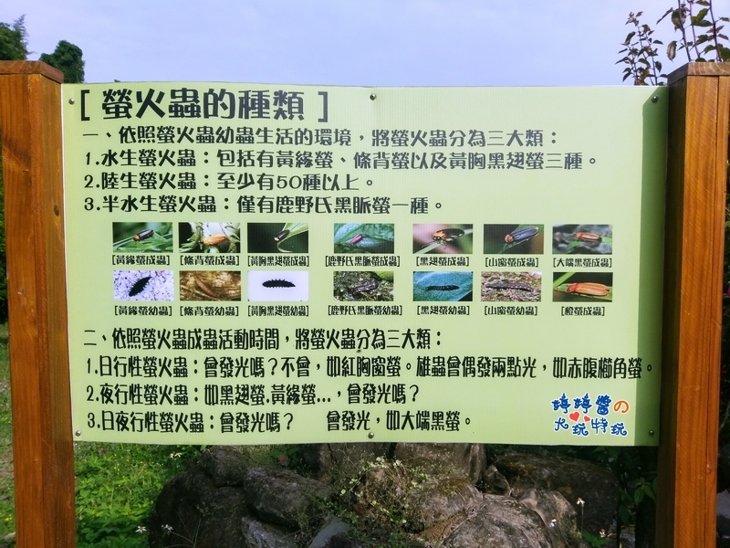 苗栗岩川森林民宿莊園餐廳看板螢火蟲的種類介紹