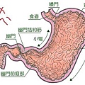 胃圖.jpg