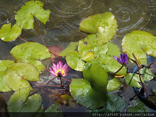 蓮花