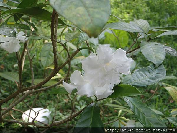 滬子花