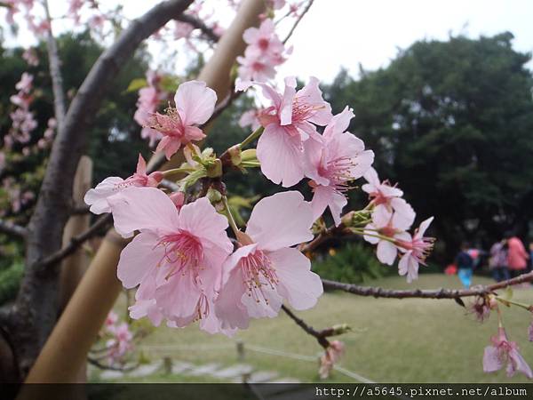 櫻花