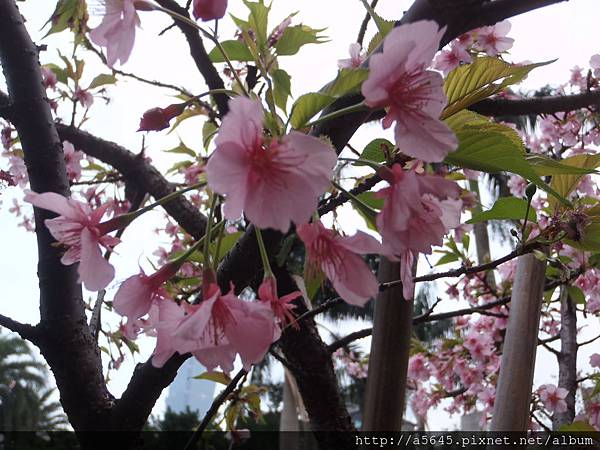 櫻花