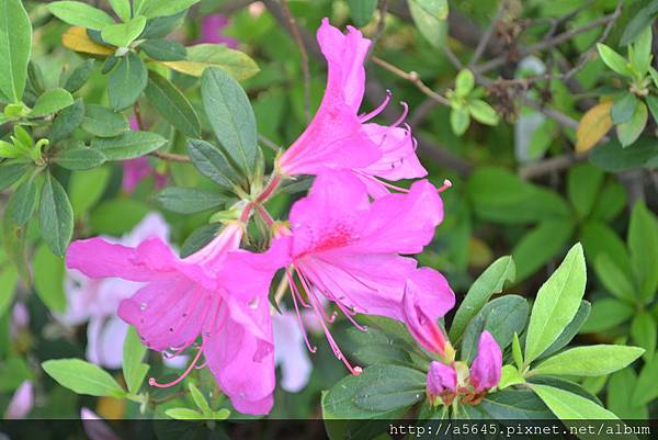 杜鵑花 杜鵑花