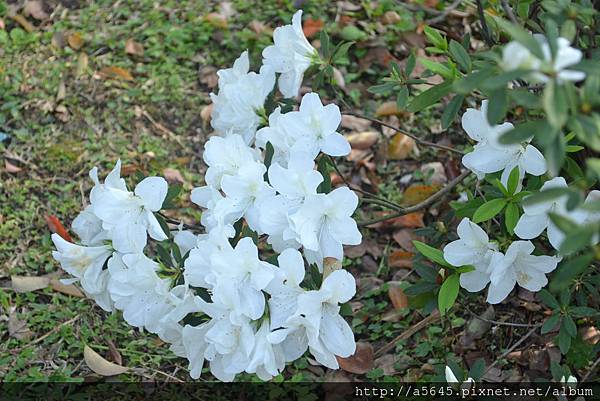 杜鵑花 杜鵑花