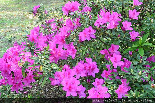 杜鵑花 杜鵑花