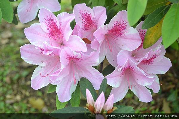 杜鵑花 杜鵑花