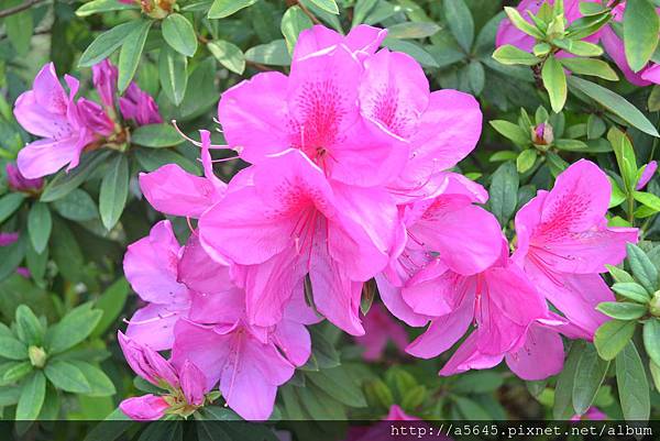 杜鵑花 杜鵑花
