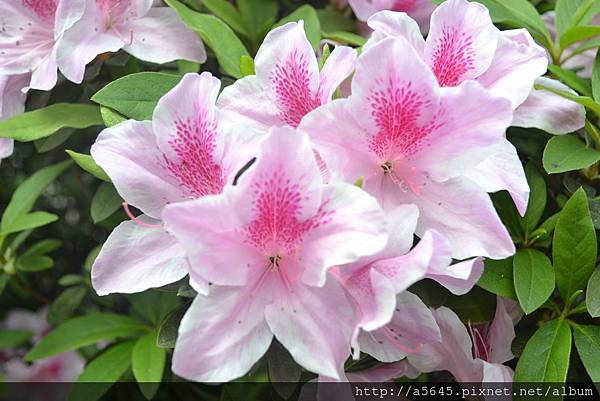 杜鵑花 杜鵑花