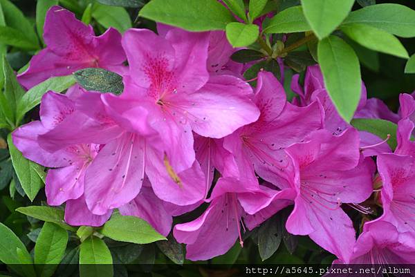 杜鵑花 杜鵑花