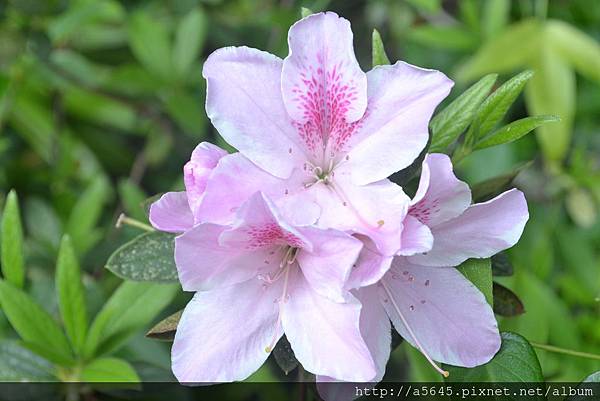 杜鵑花 杜鵑花