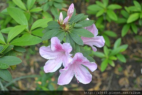 杜鵑花 杜鵑花