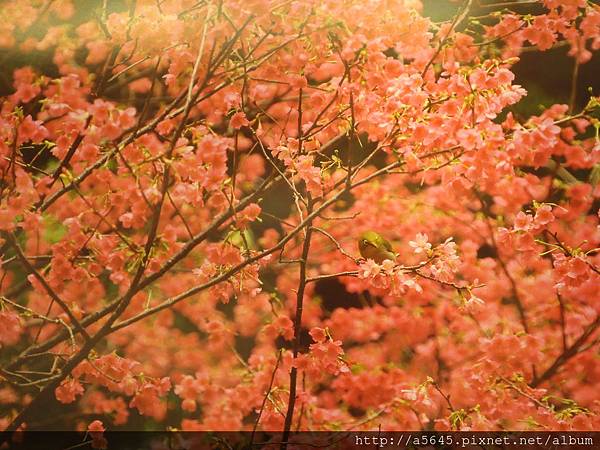 櫻花