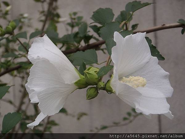 醉芙蓉