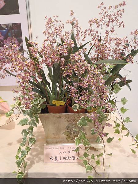 文心蘭 文心蘭