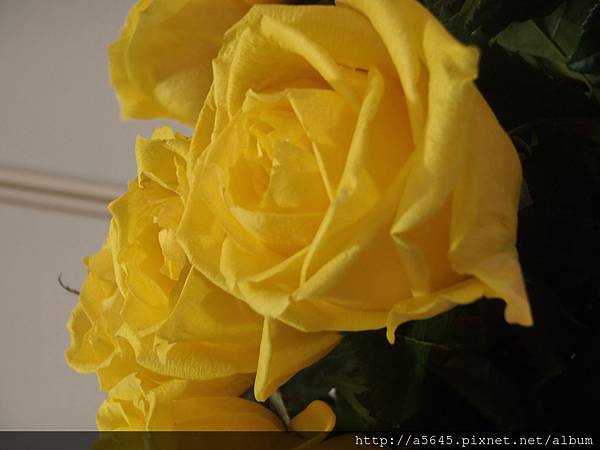 玫瑰花 玫瑰花