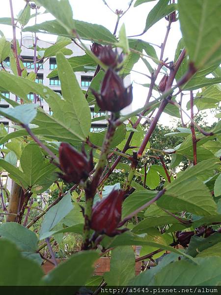 洛神花 洛神花