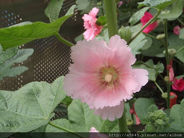 蜀葵 蜀葵