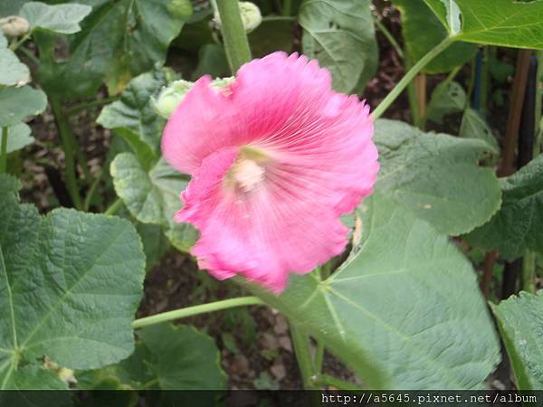 蜀葵 蜀葵