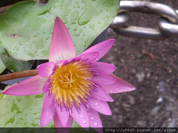 蓮花 蓮花