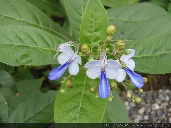 花 花