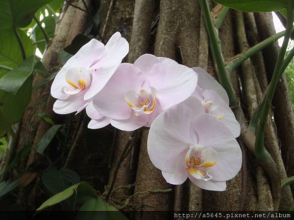 蘭花 蘭花