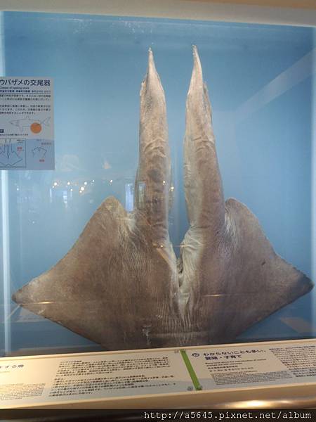 魚尾 魚尾