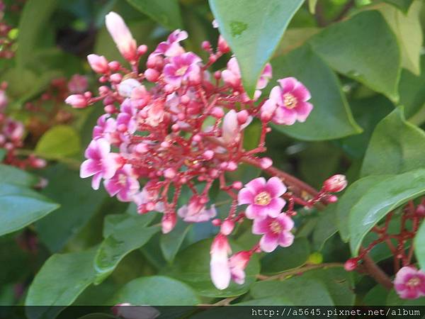 楊桃花 